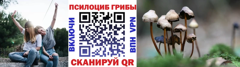 цена   Сатка  Галлюциногенные грибы Cubensis 